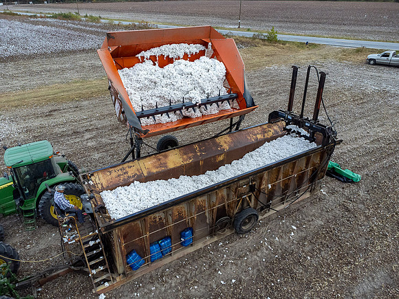 Cotton Harvest-0185