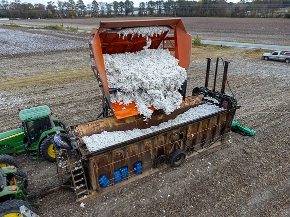 Cotton Harvest-0186