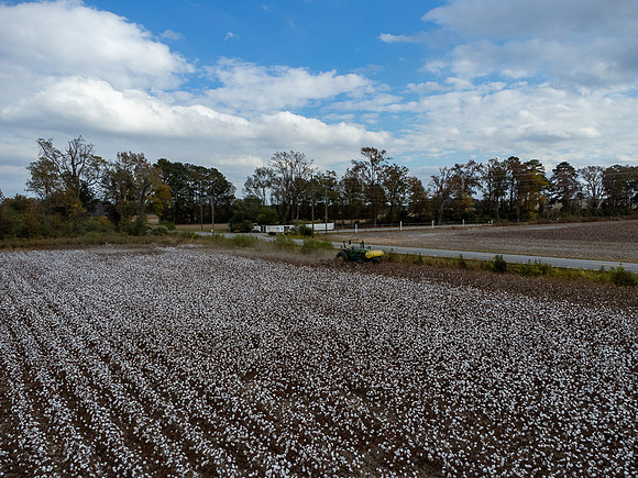Cotton Harvest-0196