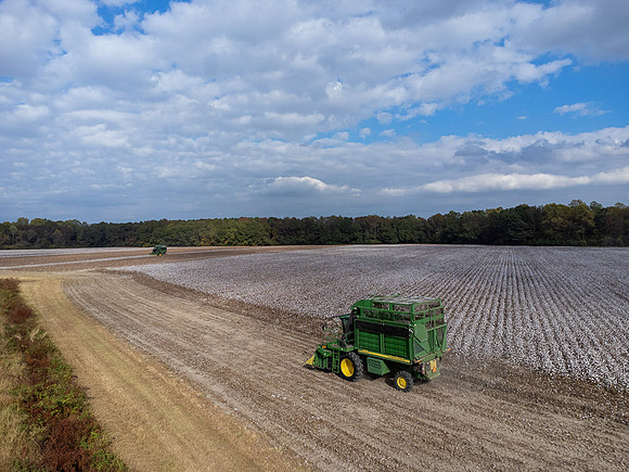 Cotton Harvest-0201