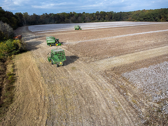Cotton Harvest-0202