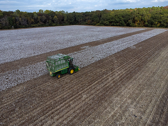 Cotton Harvest-0204