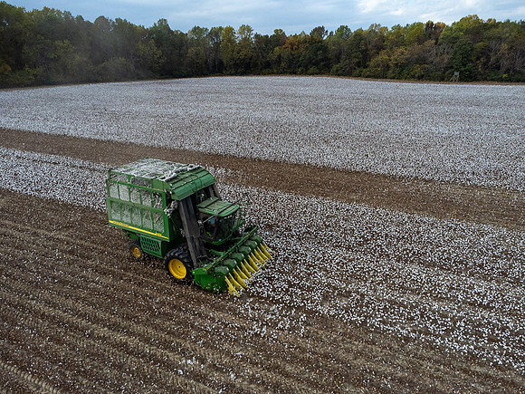 Cotton Harvest-0205
