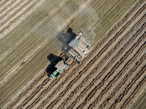 Wilson NC Peanut Harvest-0168