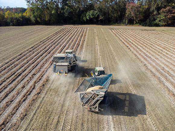 Wilson NC Peanut Harvest-0164