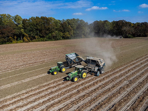 Wilson NC Peanut Harvest-0147