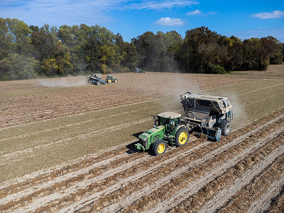 Wilson NC Peanut Harvest-0126