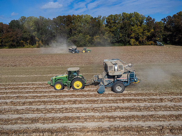 Wilson NC Peanut Harvest-0119