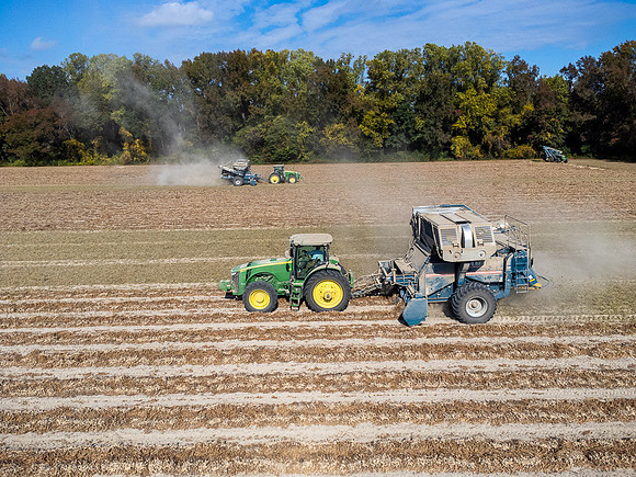 Wilson NC Peanut Harvest-0117