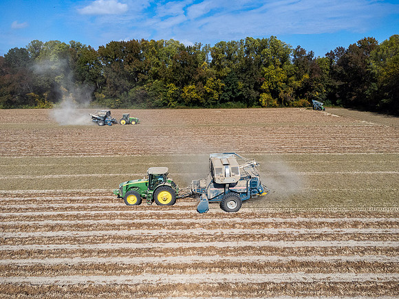 Wilson NC Peanut Harvest-0116