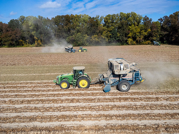 Wilson NC Peanut Harvest-0118